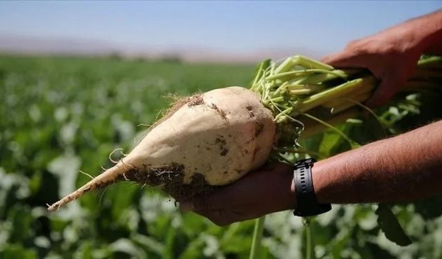 Şeker Pancarı Alım Fiyatı Ton Başına 3 Bin 720 Lira Oldu