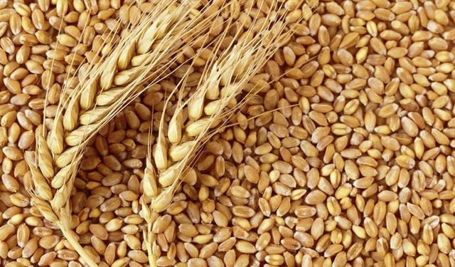 Sincan’da Çiftçilere Yüzde 75 Hibeli Buğday Tohumu Desteği