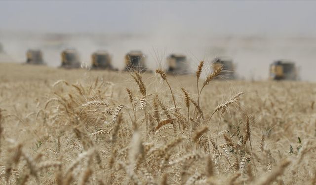 TMO, 5,5 Milyon Ton Buğdayı Satışa Çıkaracak