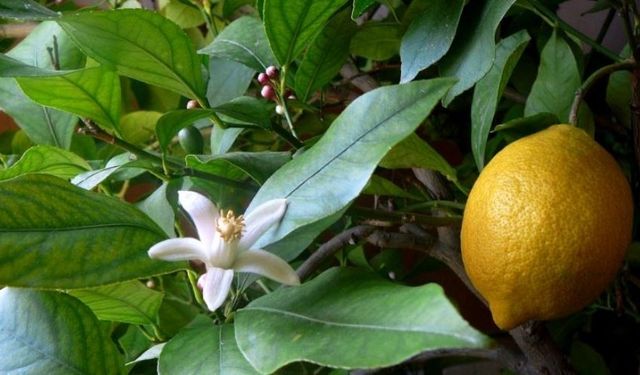 Limon Çiçeğinin Bakımı Nasıl Olmalıdır?