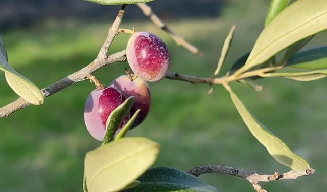 Türkiye’nin Zeytin Rekoltesi Açıklandı: 2,45 Milyon Ton Bekleniyor