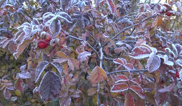 Ankara Valiliği’nden Zirai Don Uyarısı: Bu Gece Sıcaklıklar Düşüyor