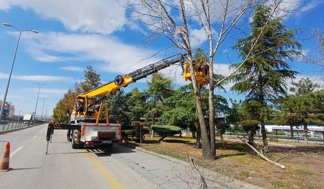 Etimesgut’ta Ağaç Budama ve Kesim Çalışmaları Sürüyor