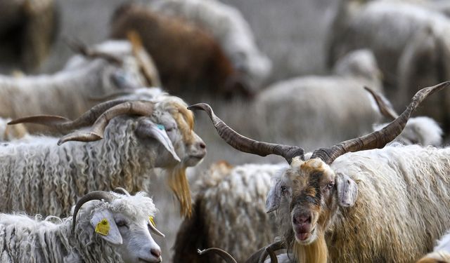 Ankara’da Tiftik Üretimi Öne Çıkacak: Sözleşmeli Destek Başlıyor