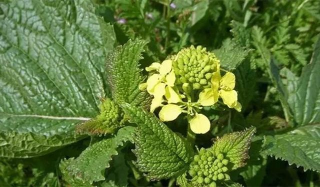 Bitkiler Neden Siyah Değil de Yeşildir?