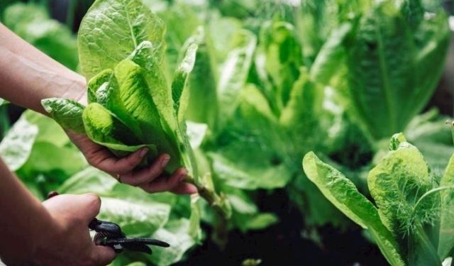 Ispanak Nasıl Yetiştirilir ve Bakımı Nasıl Olmalıdır?