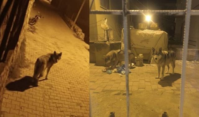 Beypazarı’nda Kurt Paniği: Aç Kurtlar Şehre İndi