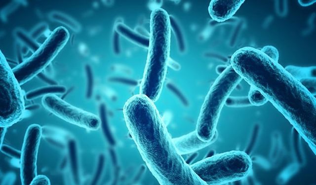 Bakteriler Birbirleriyle Nasıl İletişim Kuruyor?