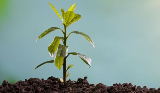 Beypazarı Belediyesi’nden Üreticilere Hibeli Fidan Desteği