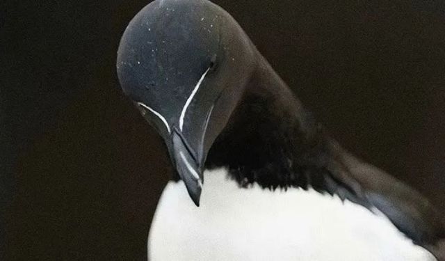 Razorbill Kuşu Nedir? Uçurumdan Ölüme Atlayan Tür