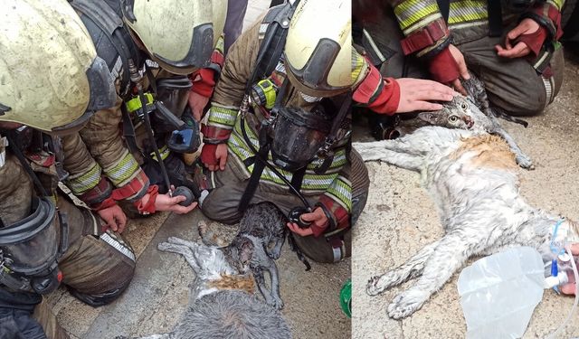 Ankara Kahramankazan’da Ev Yangını: Dumandan Etkilenen Kediler Kurtarıldı