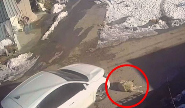 Ankara Yenimahalle’de Seyir Halindeki Araç Köpeği Ezdi