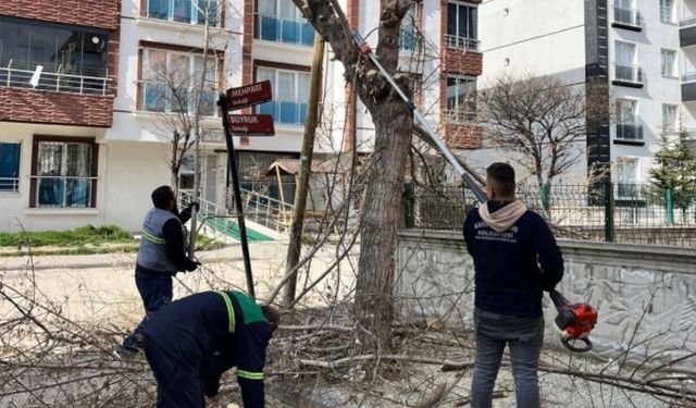Kahramankazan'da Ağaçlar Budanıyor, Sokaklar Güzelleşiyor