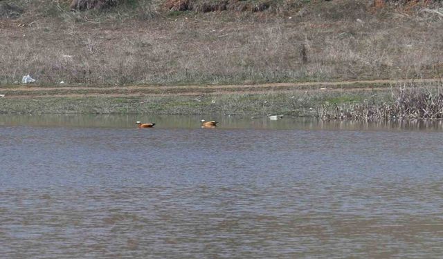 Ekimde Kuruyan Kızılca Göleti Kış Yağışlarıyla Yeniden Doldu