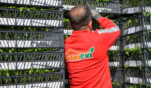 Ankaralı Çiftçi Yüzde 50 Hibeli Domates ve Biber Fidesine Kavuştu