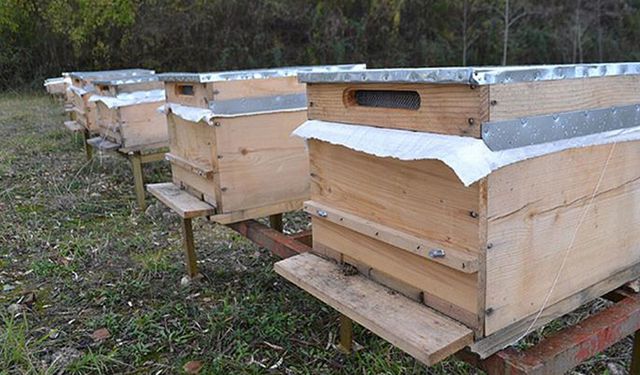 Beypazarı'nda Arıcılara Müjde! Yüzde 50 Hibeli Kovan Desteği Başladı