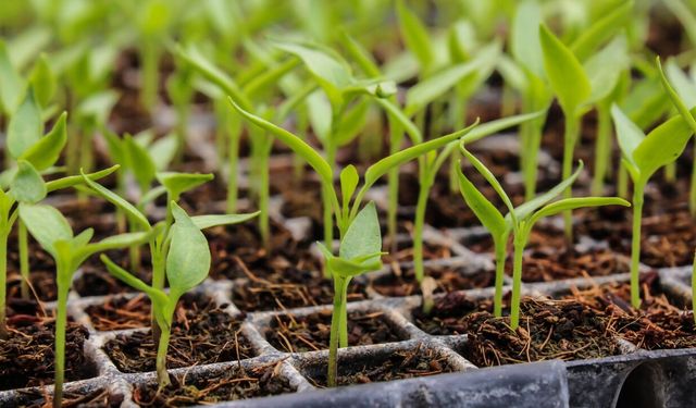 Beypazarı’nda Çiftçiye Yüzde 50 Hibe Fide Desteği Başladı