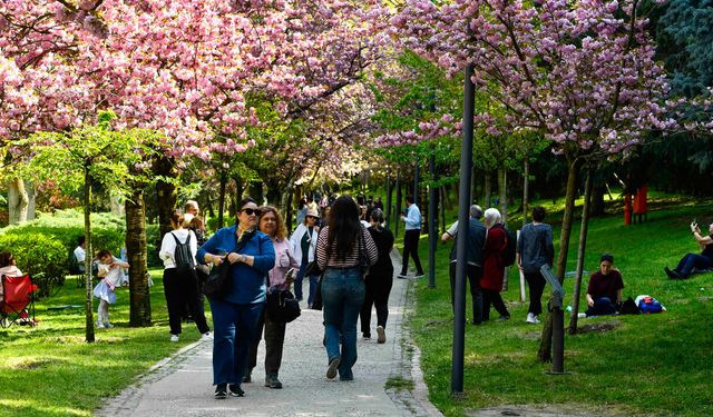 Ankara’da Sakura Zamanı: Dikmen Vadisi Pembelere Büründü