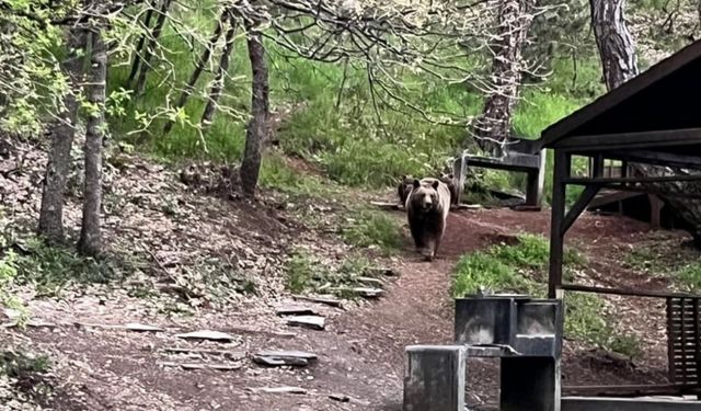 Ayı Ailesi Kızılcahamam Soğuksu Milli Parkı'nda Görüldü