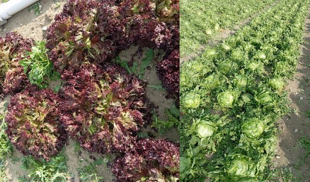 Beypazarı’nda Dolu ve Fırtına Tarım Arazilerini Vurdu