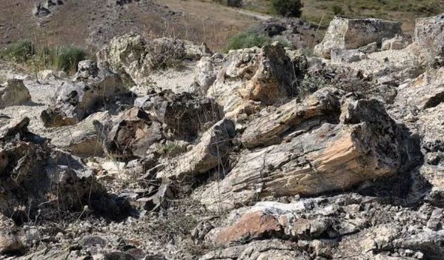 Çamlıdere Fosil Ormanı: Milyonlarca Yıllık Ağaçlar Nasıl Taşa Dönüştü?