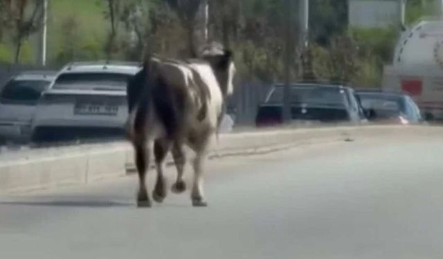 Sahibinin Elinden Kaçan Dana, Gölbaşı’nda Trafiği Birbirine Kattı