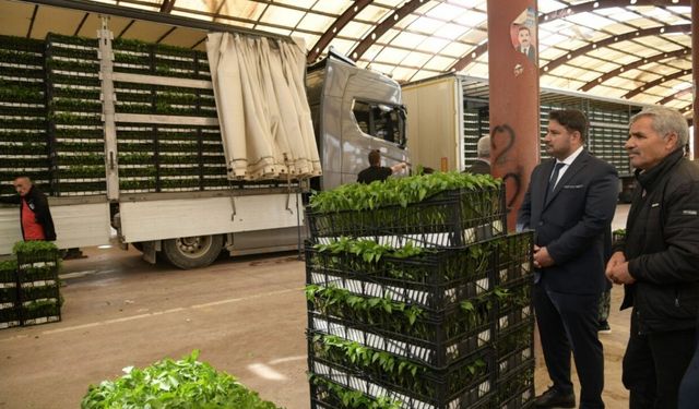 Kahramankazan’da 550 Çiftçiye 700 Bin Fide Dağıtıldı