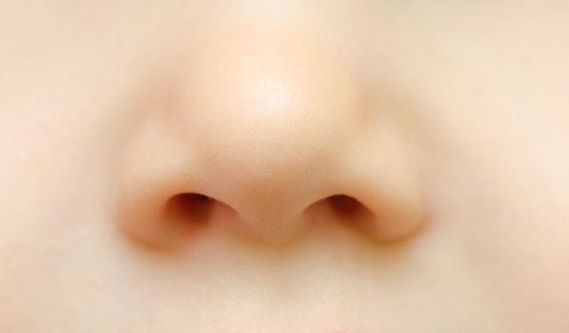 Koku Nasıl Algılanıyor ve Burun Nasıl Çalışıyor?