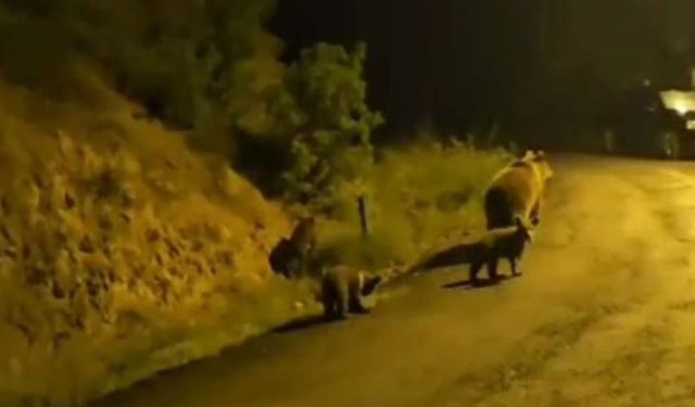 Kızılcahamam'da Ormanla İç İçe Yaşayan Vatandaş Ayı Yavrularını Görüntüledi