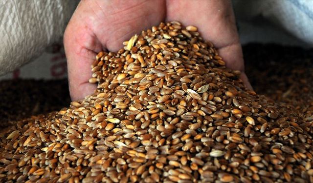 Polatlı'da Sezonun İlk Buğdayı Sembolik Olarak Bin Liradan Satıldı