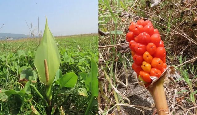 Hatay’da Yeni Bitki Türü Keşfedildi: Arum Milleyhanum