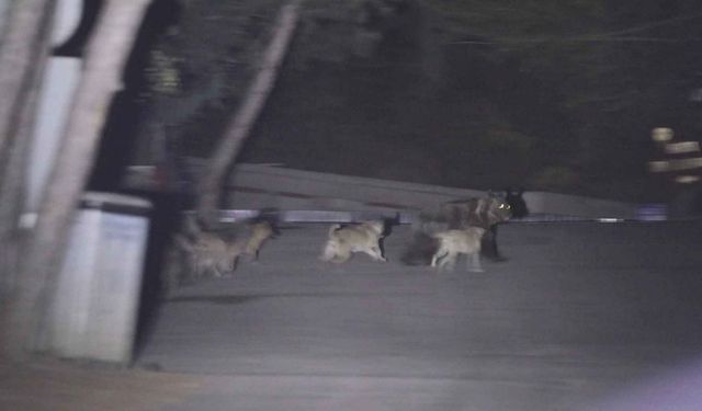 Soğuksu Milli Parkı'nda Başıboş Köpekler Ayılara Saldırıyor