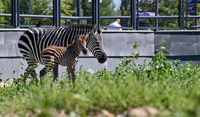 Ankara'daki Doğal Yaşam Parkı'nda Yavru Zebra Heyecanı