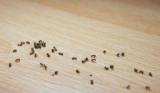 Evlerde Karınca İstilası Nasıl Başlar ve Durdurulur?