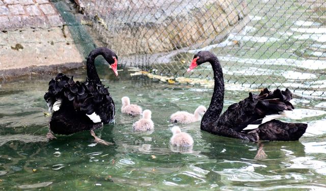 Kuğulu Park’ta 4 Yeni Yavru Başkentin İlgi Odağı Oldu