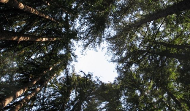 Ağaçlar Nasıl Büyüyor?