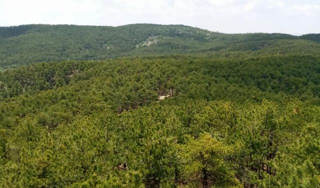 Ankara'nın Saklı Hazinesi Beynam Ormanı Görenleri Büyülüyor