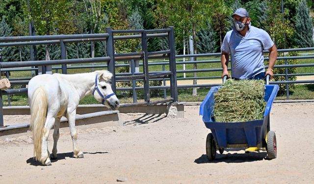 Gölbaşı’ndaki ATA Çiftliği’nin Yoncaları Doğal Yaşam Parkı’na Yem Oldu