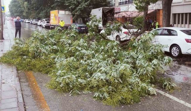 Çankaya’da Sağanak Yağıştan Etkilenen Ağaç Devrildi