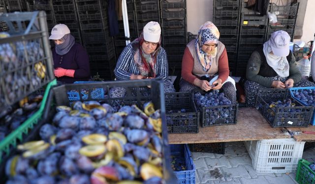 Kapadokya’da Erik Mesaisi: 1500 Ton Ürün Güneşte Kurutuluyor