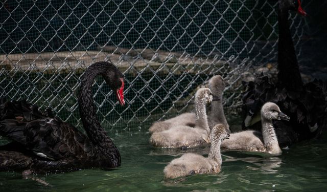Kuğulu Park’ın Yeni Sakinlerine Özel Koruma: Ziyaretçilere "Simit ve Kraker" Uyarısı