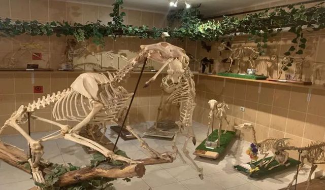 Ankara Üniversitesi Veterinerlik Fakültesi Anatomi Müzesi