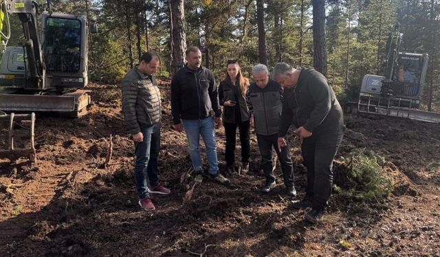Beypazarı'nda 50 Hektarlık Alanda Doğal Gençleştirme Çalışması Yapıldı