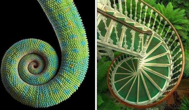 Doğadaki Tasarımlar Modern Teknolojiye Nasıl Yol Gösteriyor?