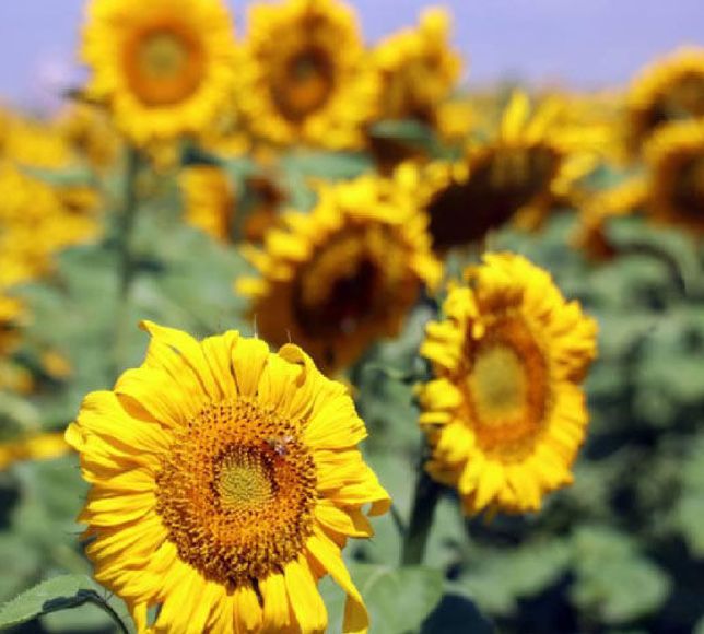 TİGEM’den 225 Bin Kilogramlık Ayçiçeği İhalesi