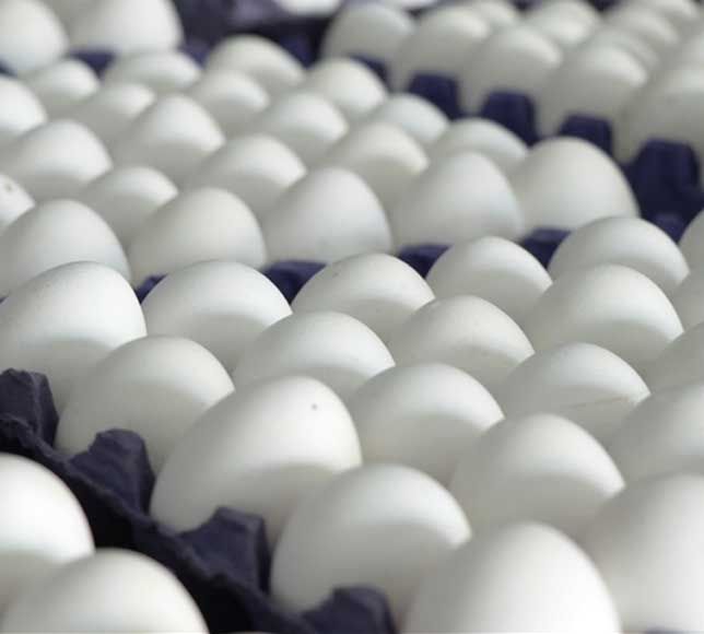 Yumurta İhracatında 9 Aylık Gelir 418 Milyon Doları Aştı