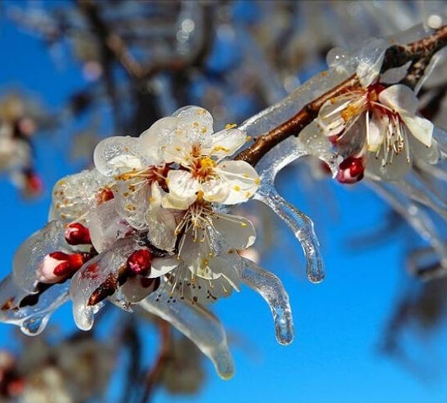 Ankara için Zirai Don Uyarısı Yapıldı