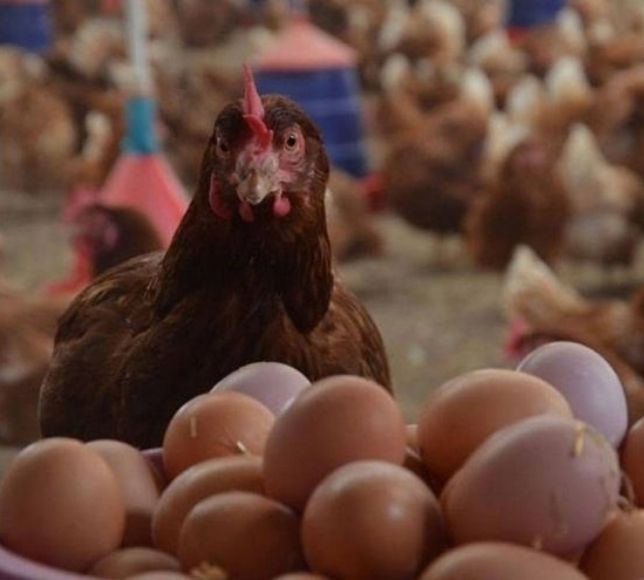 TÜİK: Yumurta Üretimi Azaldı, Tavuk Eti ve İçme Sütü Üretimi Arttı