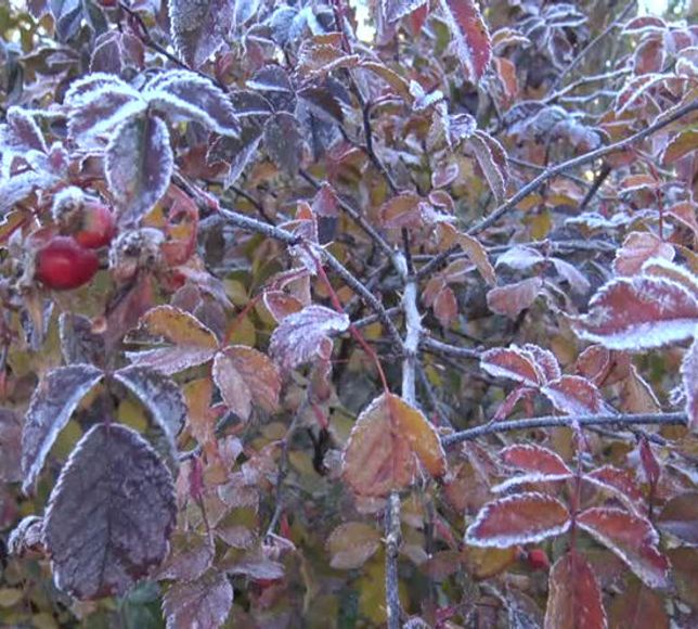 Ankara Valiliği’nden Zirai Don Uyarısı: Bu Gece Sıcaklıklar Düşüyor