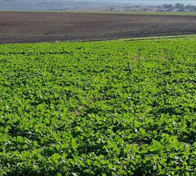 Edirne’de Kanola Üretimi Yağışlarla Canlandı